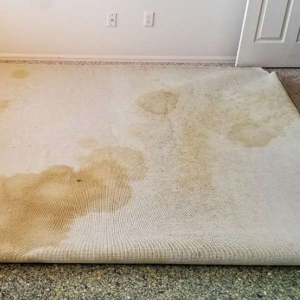 Professional Pet Odor and Stain Removal